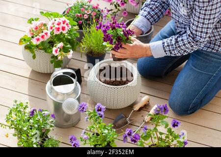 homme jardinier plantant du pansy, fleurs de lavande dans un pot de fleurs dans le jardin sur la terrasse Banque D'Images