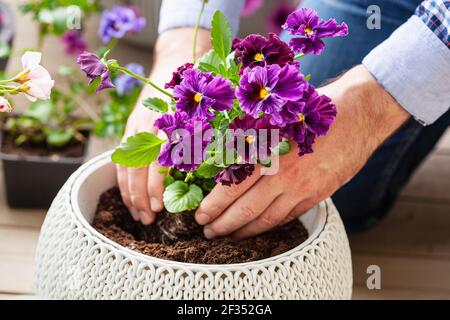 homme jardinier plantant du pansy, fleurs de lavande dans un pot de fleurs dans le jardin sur la terrasse Banque D'Images