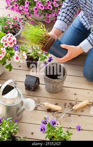 homme jardinier plantant du pansy, fleurs de lavande dans un pot de fleurs dans le jardin sur la terrasse Banque D'Images