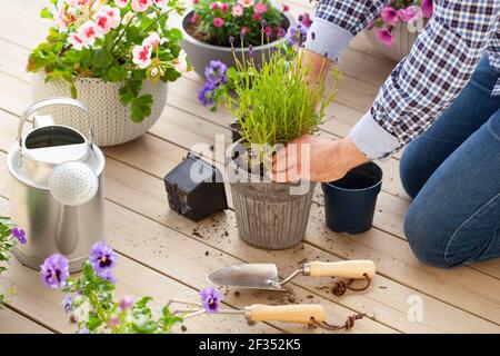 homme jardinier plantant du pansy, fleurs de lavande dans un pot de fleurs dans le jardin sur la terrasse Banque D'Images