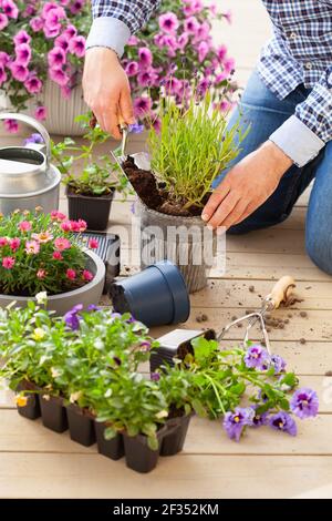 homme jardinier plantant du pansy, fleurs de lavande dans un pot de fleurs dans le jardin sur la terrasse Banque D'Images