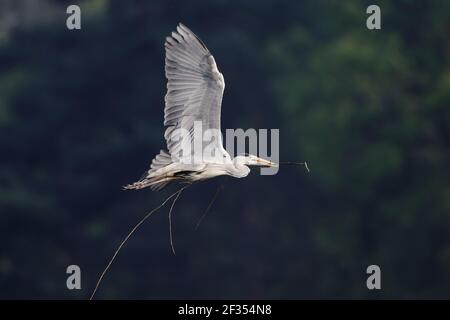 Héron gris - porte des tiques au site de Nest Ardea cinerea Hertfordshire, Royaume-Uni BI009706 Banque D'Images