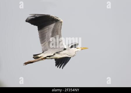 Heron gris - en vol Ardea cinerea Hertfordshire, Royaume-Uni BI009708 Banque D'Images