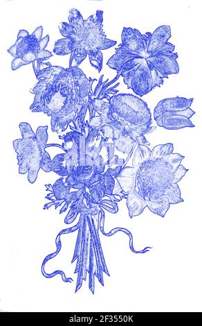 Image numériquement améliorée d'un bouquet de coquelicot Anemone (Coronaria de l'anémone) XVIIe siècle peint à la main sur parchemin étude botanique d'un Depuis le jardin du Banque D'Images