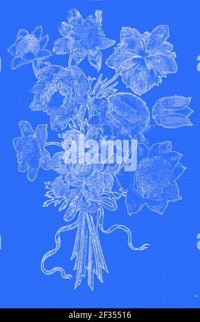 Image numériquement améliorée d'un bouquet de coquelicot Anemone (Coronaria de l'anémone) XVIIe siècle peint à la main sur parchemin étude botanique d'un Depuis le jardin du Banque D'Images