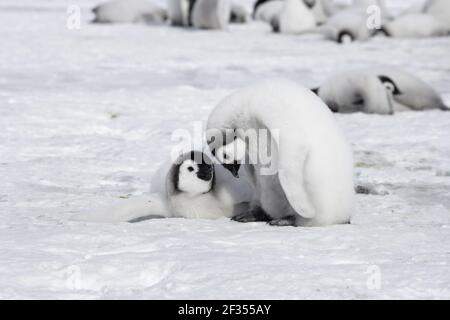 Manchot empereur - deux poussins Aptenodytes avant Snow Hill Island Antarctique BI011939 Banque D'Images