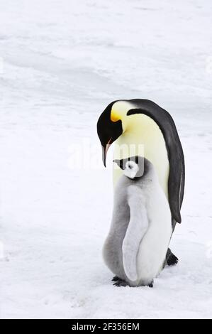 Manchot Emperor - adulte avec Chick Aptenodytes avant Snow Hill Antarctique insulaire BI012295 Banque D'Images