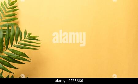 feuilles de palmier vertes sur fond jaune. Concept exotique d'été minimal avec espace de copie. Bannière Banque D'Images