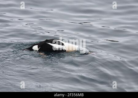 King Eider - Drake se nourrissant de l'oursin de mer Somateria spectabilis Fjord de Varanger Norvège BI013584 Banque D'Images