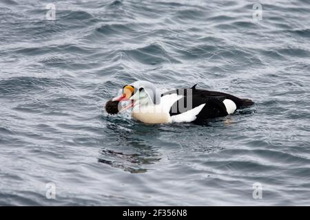 King Eider - Drake se nourrissant de l'oursin de mer Somateria spectabilis Fjord de Varanger Norvège BI013586 Banque D'Images