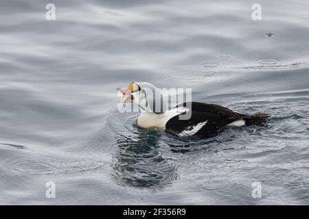 King Eider - Drake se nourrissant sur Starfish Somateria spectabilis Varanger Fjord Norvège BI013595 Banque D'Images