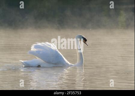 Mute Swan (Cygnus olor), Reddish Vale Country Park, Greater Manchester, Royaume-Uni . Banque D'Images