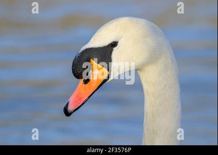 Mute Swan (Cygnus olor), Reddish Vale Country Park, Greater Manchester, Royaume-Uni . Banque D'Images