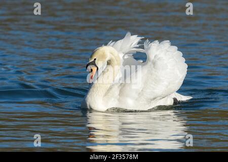 Mute Swan (Cygnus olor), Reddish Vale Country Park, Greater Manchester, Royaume-Uni . Banque D'Images