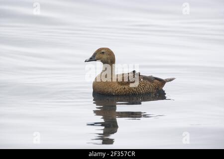 King Eider - Femme Somateria spectabilis Varanger Fjord Norvège BI013656 Banque D'Images