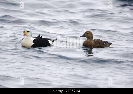 King Eider - Drake se nourrissant sur Starfish Somateria spectabilis Varanger Fjord Norvège BI013598 Banque D'Images