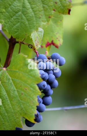 Vignoble Cahors : bouquet de raisins avant la récolte (sud de la France) Banque D'Images