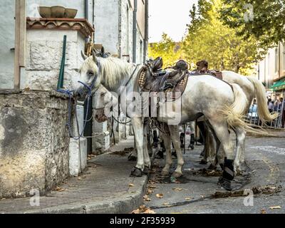 Chevaux bâtés blanc en attente sur Abrivado traditionnel festival de taureaux dans le sud de la France Banque D'Images