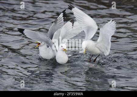 Kittiwake - alimentation sur les abats de poissons dans la pêche harborLarus tridactyla Varanger Fjord, Norvège BI013739 Banque D'Images