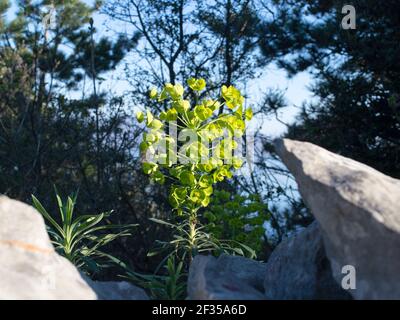 Sphurge méditerranéen, Eurhorbia chacias, floraison au printemps, plante droite avec des fleurs jaunes verdâtres, dans la forêt et la zone rocheuse Banque D'Images