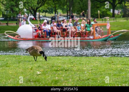 La manne d'oies du Canada en avant-plan dans le jardin public de Boston avec un bateau de cygne emblématique en arrière-plan transportant un groupe de touristes lors d'une journée d'été. Banque D'Images