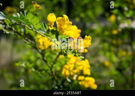 Magnifique arbuste jaune, Colutea arborescens ou vessie-senna, plante méditerranéenne, trouvée en Croatie, région de Dalmatie, près de Zadar Banque D'Images