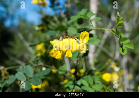 Magnifique arbuste jaune, Colutea arborescens ou vessie-senna, plante méditerranéenne, trouvée en Croatie, région de Dalmatie, près de Zadar Banque D'Images