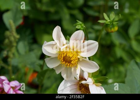 Fleur aux pétales blancs doux Banque D'Images