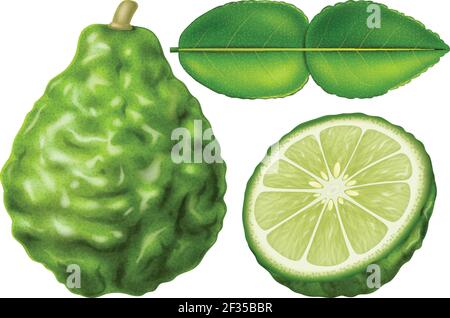 Chaux kaffir ou chaux makrut isolée sur fond blanc. Illustration vectorielle au réalisme photographique. Illustration de Vecteur