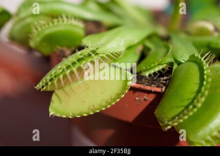 Pétales à fleur carnivore Dionaea musicipula Banque D'Images