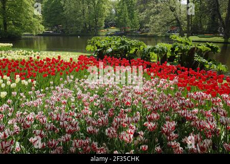 Jardins de Keukenhof dans les lits de SpringTulip et autres fleurs de printemps pays-Bas PL001486 Banque D'Images