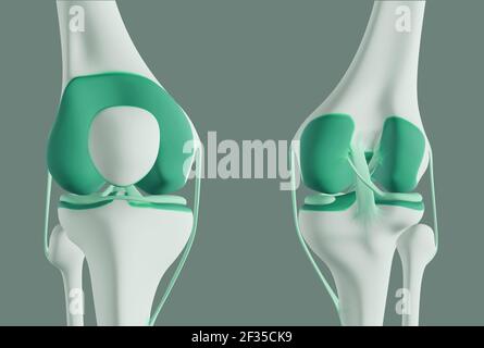 Vue des os et des ligaments du genou. Banque D'Images