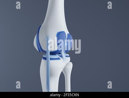 Vue des os et des ligaments du genou. Banque D'Images