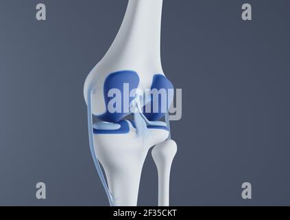 Vue des os et des ligaments du genou. Banque D'Images