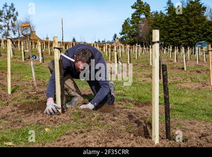 Kilduff Farm, East Lothian, Écosse, Royaume-Uni, 15 mars 2021. Plantation de verger d'arbres fruitiers : un projet de confinement pour planter 1,500 pommiers et poiriers avec environ 100 variétés a permis à l'agriculteur Russell Calder et à d'autres membres de sa famille de rester occupés. Il s'agit d'un projet visant à accroître la biodiversité locale et à être respectueux de l'environnement en augmentant le CO2, la pollinisation et en permettant aux gens d'acheter des fruits et des jus localement. Photo : Calder Russel plantant des jeunes arbres Banque D'Images