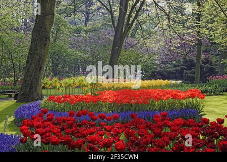 Jardins de Keukenhof dans les lits de SpringTulip et autres fleurs de printemps pays-Bas PL001495 Banque D'Images