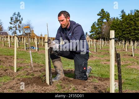 Kilduff Farm, East Lothian, Écosse, Royaume-Uni, 15 mars 2021. Plantation de verger d'arbres fruitiers : un projet de confinement pour planter 1,500 pommiers et poiriers avec environ 100 variétés a permis à l'agriculteur Russell Calder et à d'autres membres de sa famille de rester occupés. Il s'agit d'un projet visant à accroître la biodiversité locale et à être respectueux de l'environnement en augmentant le CO2, la pollinisation et en permettant aux gens d'acheter des fruits et des jus localement. Photo : Calder Russel plantant des jeunes arbres Banque D'Images