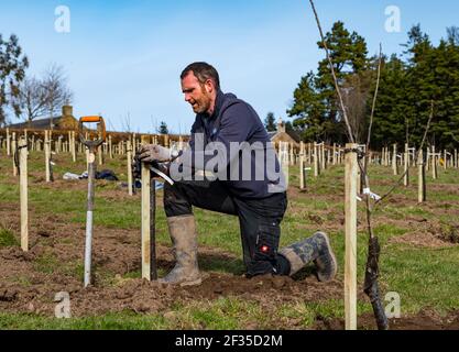 Kilduff Farm, East Lothian, Écosse, Royaume-Uni, 15 mars 2021. Plantation de verger d'arbres fruitiers : un projet de confinement pour planter 1,500 pommiers et poiriers avec environ 100 variétés a permis à l'agriculteur Russell Calder et à d'autres membres de sa famille de rester occupés. Il s'agit d'un projet visant à accroître la biodiversité locale et à être respectueux de l'environnement en augmentant le CO2, la pollinisation et en permettant aux gens d'acheter des fruits et des jus localement. Photo : Calder Russel plantant des jeunes arbres Banque D'Images