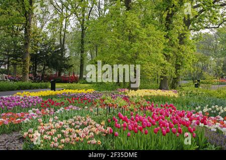 Jardins de Keukenhof dans les lits de SpringTulip et autres fleurs de printemps pays-Bas PL001572 Banque D'Images