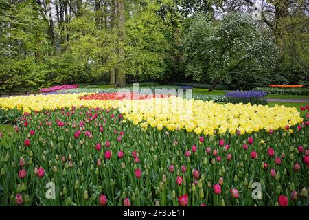 Jardins de Keukenhof dans les lits de SpringTulip et autres fleurs de printemps pays-Bas PL001586 Banque D'Images