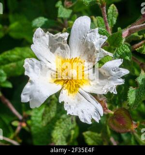 Israël, Rose rocheuse à feuilles de sauge, Cistus salviifolius photographié en Israël en mars Banque D'Images