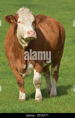 Bétail Simmental, Armadale, Lothian occidental, Écosse Banque D'Images