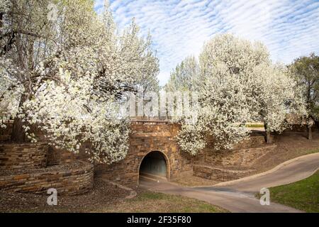 Les arbres Bradford Pear en fleurs au Texas Banque D'Images