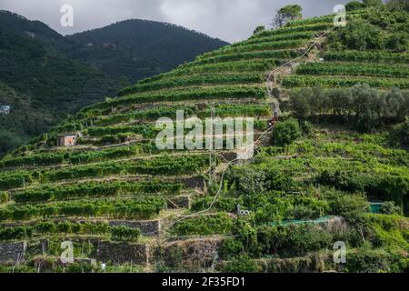 Italie, Ligurie : vignobles en terrasse au-dessus du village de Vernazza, dans le parc national des Cinque Terre, site classé au patrimoine mondial de l'UNESCO. Banque D'Images