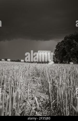 Vue à angle bas noir et blanc de la balle de paille sur le champ de grain fraîchement récolté. Campagne avant l'orage d'été. Banque D'Images