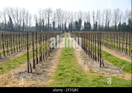 Village de Boughton Monchelsea, Kent, Royaume-Uni. Rangées de pommiers nouvellement plantés dans un verger Banque D'Images