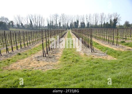 Village de Boughton Monchelsea, Kent, Royaume-Uni. Rangées de pommiers nouvellement plantés dans un verger Banque D'Images