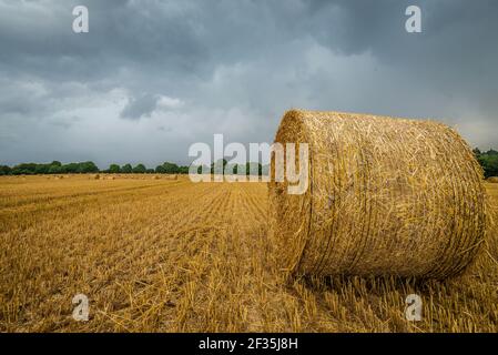 Gros rouleau de paille posé sur un grand champ de chaume après la récolte du grain. Nuages sombres et lourds. Campagne française avant la tempête estivale. Banque D'Images