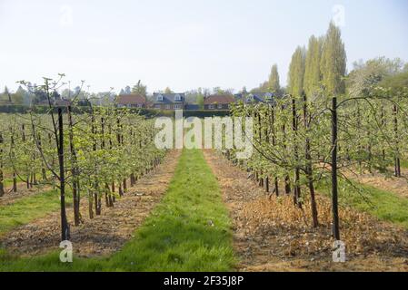 Village de Boughton Monchelsea, Kent, Royaume-Uni. Jeunes pommiers dans un verger, surplombants par des maisons Banque D'Images