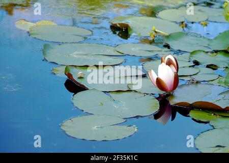 Le Lotus ou le nénuphars fleurissent en fleur parmi les feuilles qui s'étendent sur une surface d'un lac. Il y a un espace de copie. Banque D'Images